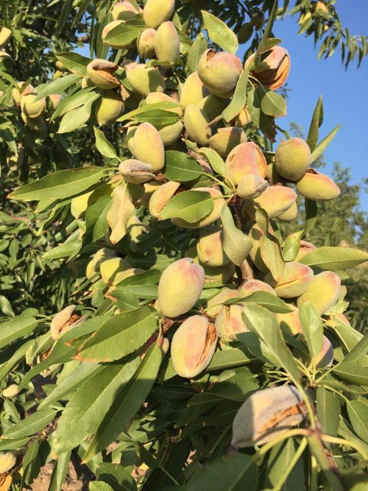 Selendi’de badem hasadı başladı G4