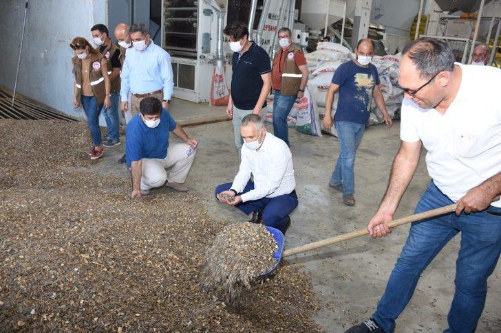 Kırkağaç’ta çerezlik ayçiçeğine ilgi artıyor G1