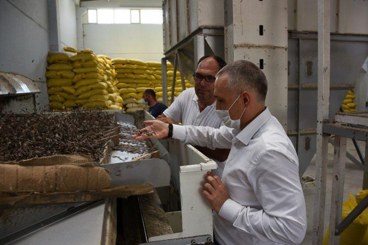 Kırkağaç’ta çerezlik ayçiçeğine ilgi artıyor G2