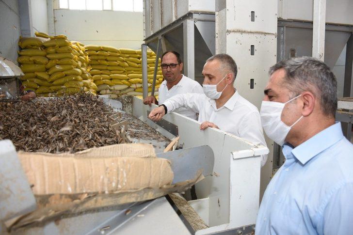 Kırkağaç’ta çerezlik ayçiçeğine ilgi artıyor G3