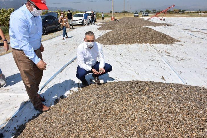 Kırkağaç’ta çerezlik ayçiçeğine ilgi artıyor G4