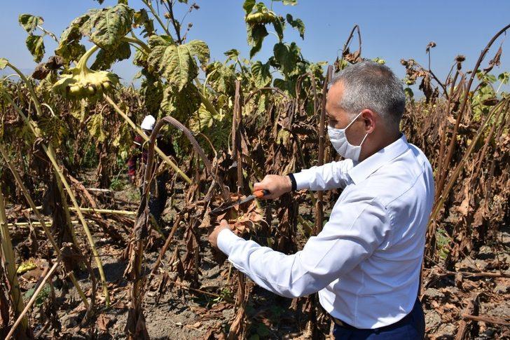 Kırkağaç’ta çerezlik ayçiçeğine ilgi artıyor G5