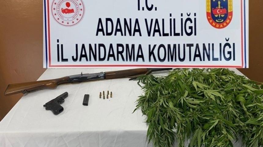 Mısır tarlasına kenevir ekmiş