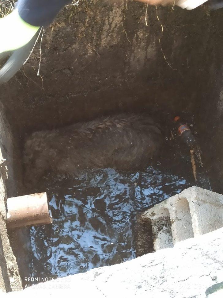 Kuyuya düşen köpek kurtarıldı G2