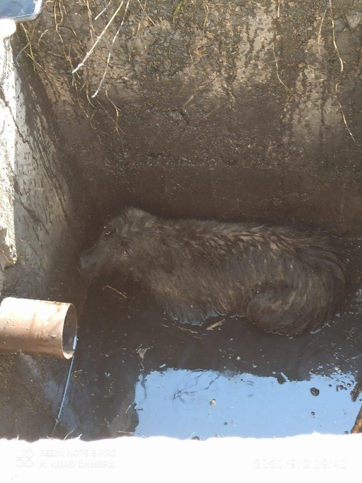 Kuyuya düşen köpek kurtarıldı G4