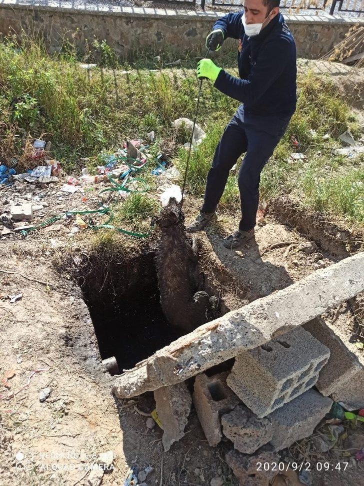 Kuyuya düşen köpek kurtarıldı G5