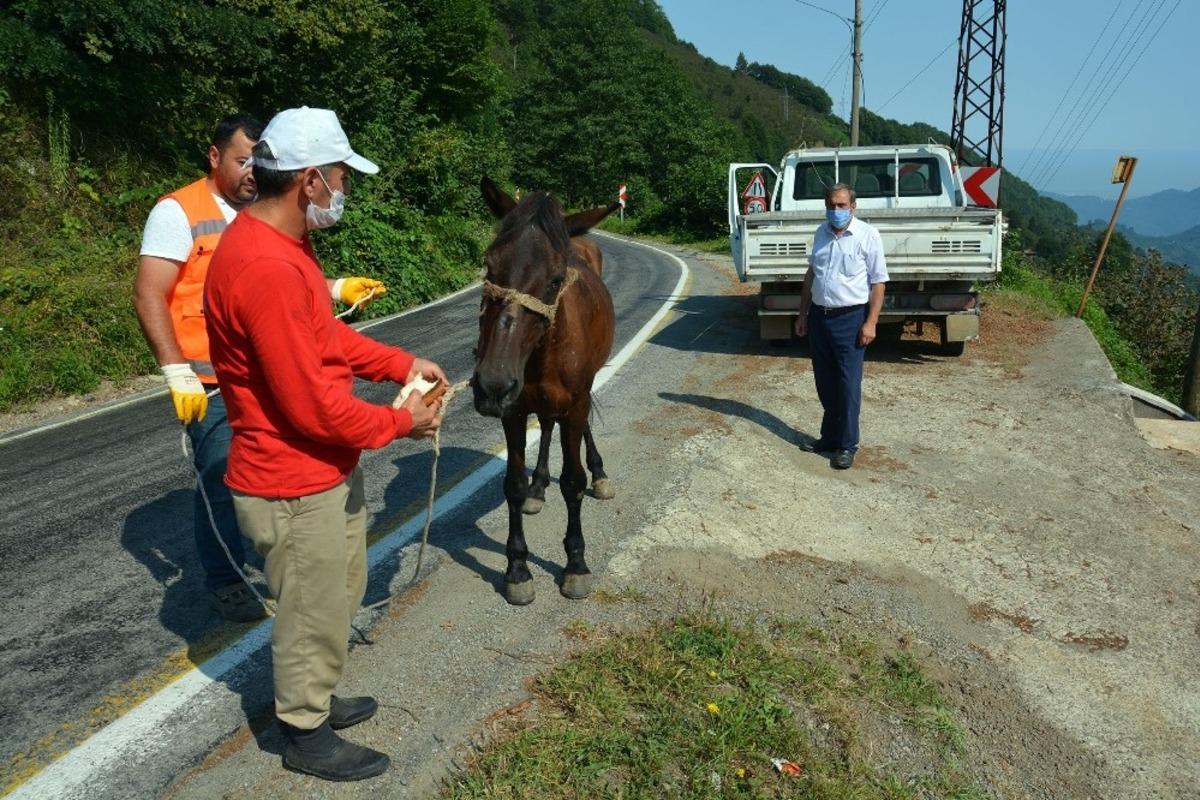 Yaralı ata belediye sahip &ccedil;ıktı