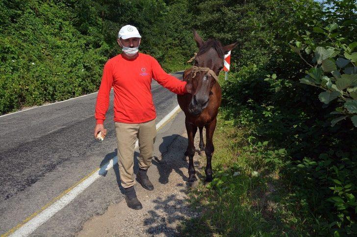 Yaralı ata belediye sahip çıktı G2