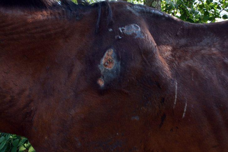 Yaralı ata belediye sahip çıktı G3