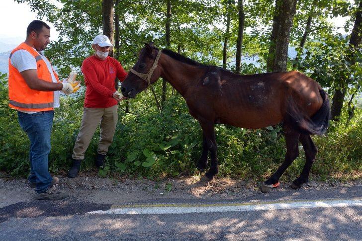 Yaralı ata belediye sahip çıktı G4