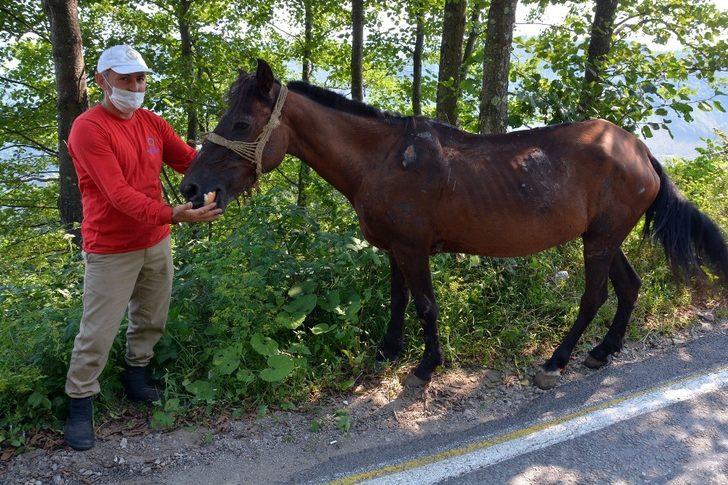 Yaralı ata belediye sahip çıktı G5