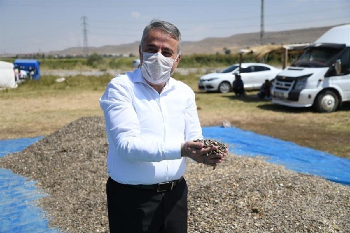 Kayseri&rsquo;de ay &ccedil;ekirdeği hasadı başladı