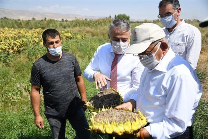 Kayseri’de ay çekirdeği hasadı başladı G2