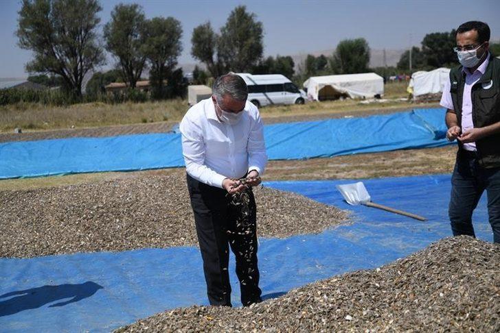 Kayseri’de ay çekirdeği hasadı başladı G3