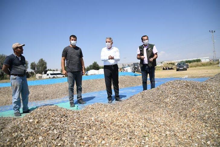 Kayseri’de ay çekirdeği hasadı başladı G4