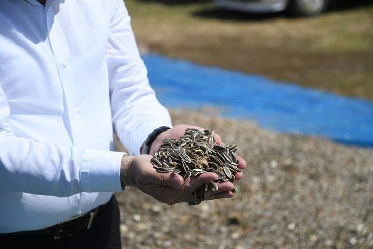 Kayseri’de ay çekirdeği hasadı başladı G5