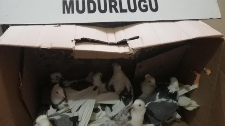 G&uuml;vercin hırsızı yakalandı