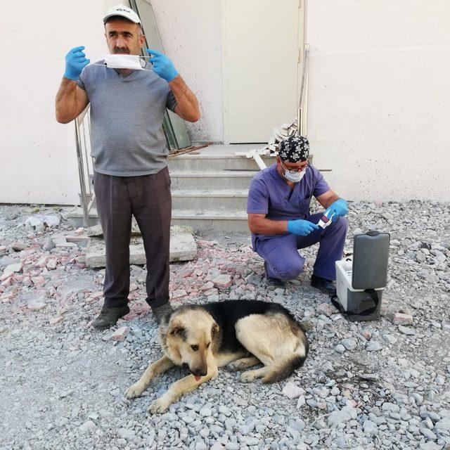 Hakkari’de zehirlenen köpekler tedavi altına alındı