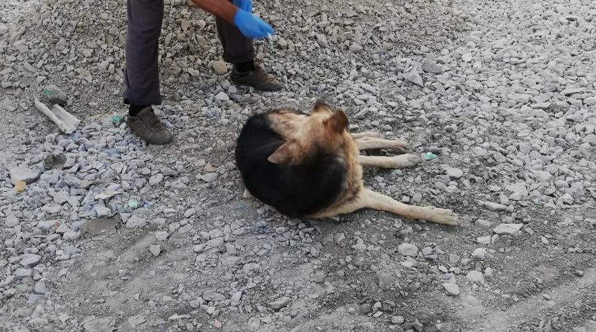Hakkari&rsquo;de zehirlenen k&ouml;pekler tedavi altına alındı