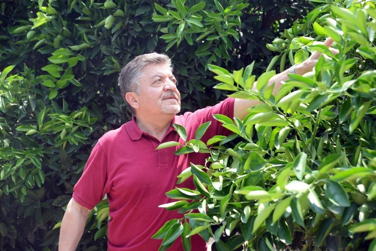 Akdeniz meyve sineği ile toplu m&uuml;cadele