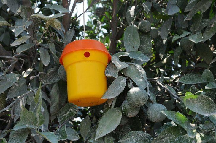 Akdeniz meyve sineği ile toplu mücadele G2