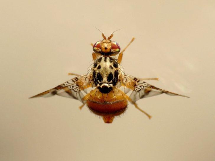 Akdeniz meyve sineği ile toplu mücadele G3