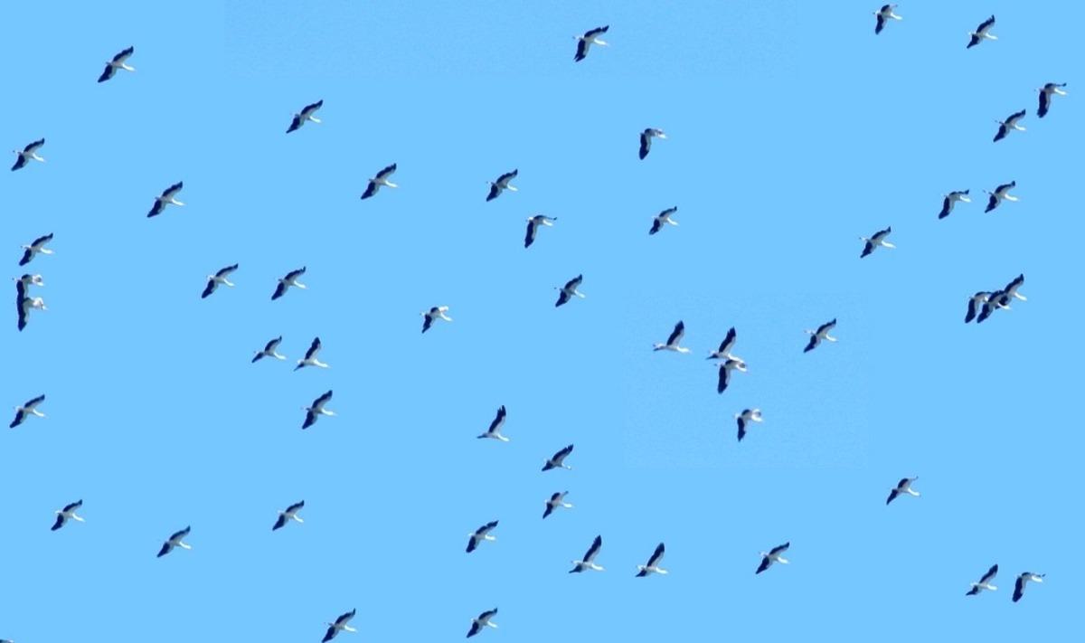 Hersek lag&uuml;n&uuml;nde kuş t&uuml;r&uuml; sayısı 229&rsquo;a y&uuml;kseldi