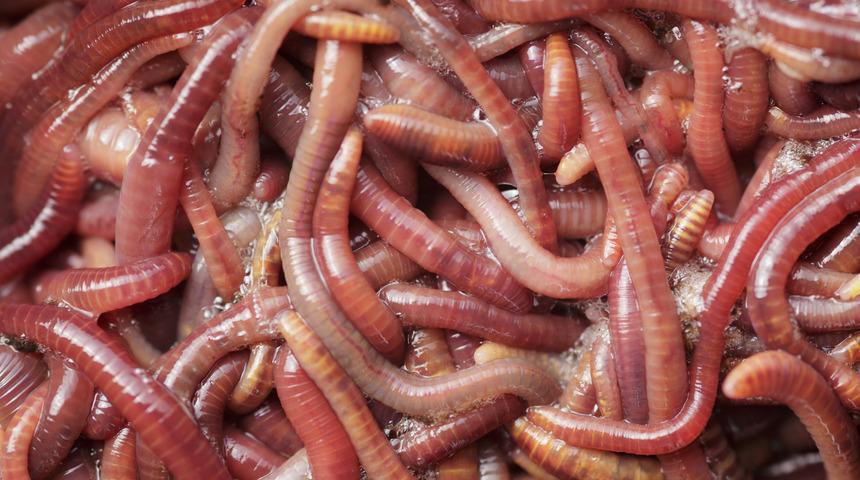 Bilim insanları uyardı: Kurt&ccedil;uklarla beslenmeye hazır olun