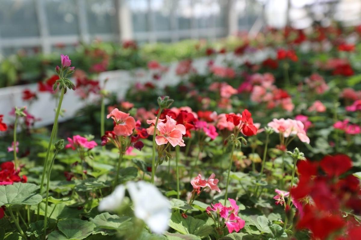 Sincan Belediyesi seralarda renk renk bitki yetiştiriyor