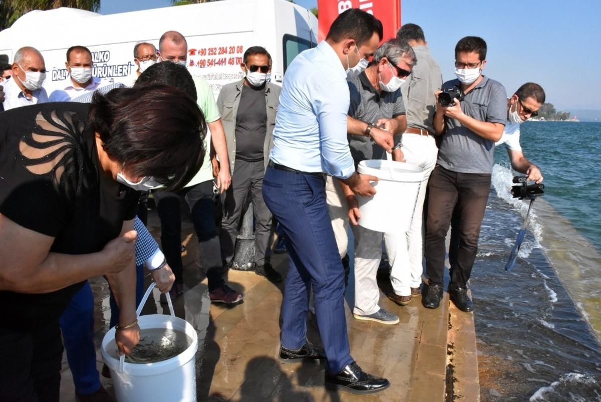 K&ouml;yceğiz g&ouml;l&uuml;ne 100 bin sazan yavrusu bırakıldı