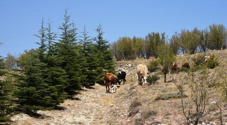 Fidanlar büyüyünce ormanlık alan hayvan otlatmaya açıldı G1