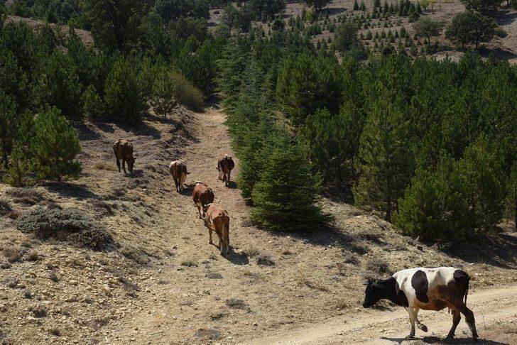 Fidanlar büyüyünce ormanlık alan hayvan otlatmaya açıldı G2