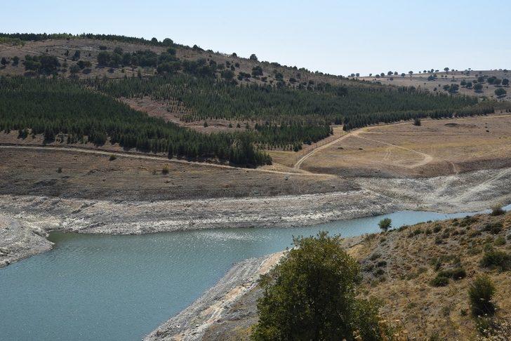 Fidanlar büyüyünce ormanlık alan hayvan otlatmaya açıldı G3