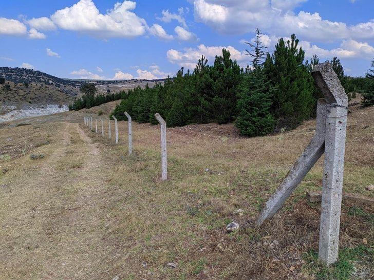 Fidanlar büyüyünce ormanlık alan hayvan otlatmaya açıldı G4