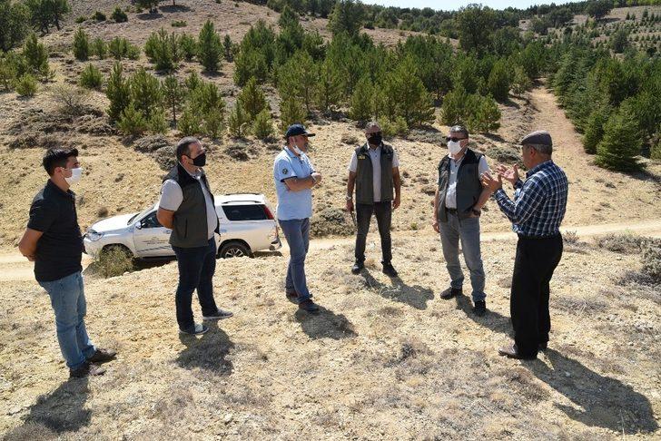 Fidanlar büyüyünce ormanlık alan hayvan otlatmaya açıldı G5