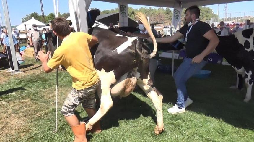 G&uuml;zellik yarışmasından ka&ccedil;an inek ortalığı birbirine