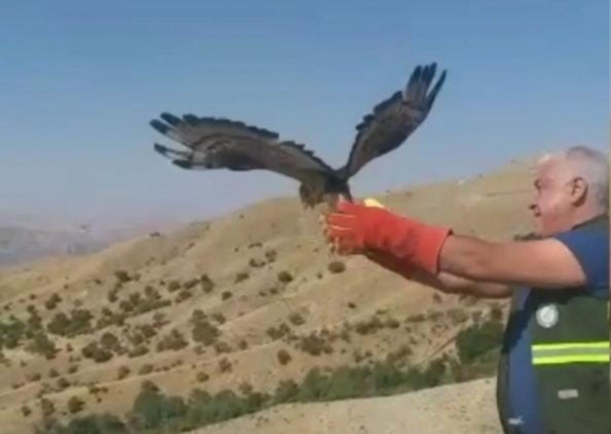 Kanadı kırık arı şahini iyileşti, 3 ay sonra tekrar u&ccedil;tu