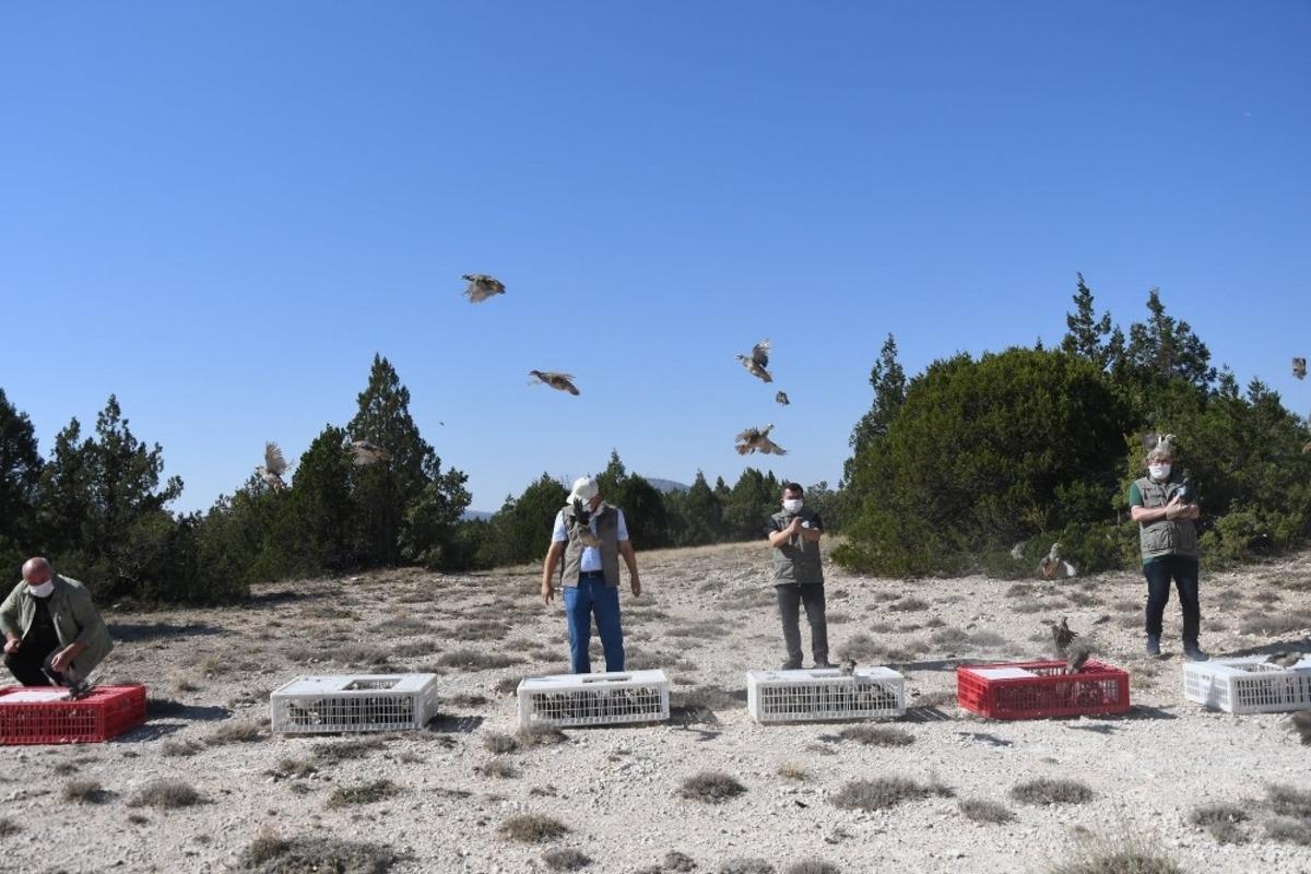 K&uuml;tahya&rsquo;da doğaya kınalı keklik salındı