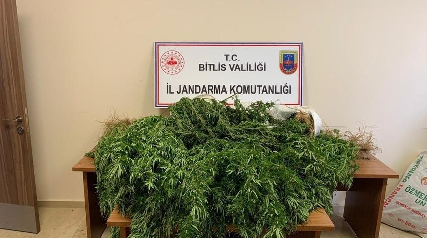 Bitlis&rsquo;te 94 kilo 850 gram kubar esrar ile 237 k&ouml;k kenevir ele ge&ccedil;irildi