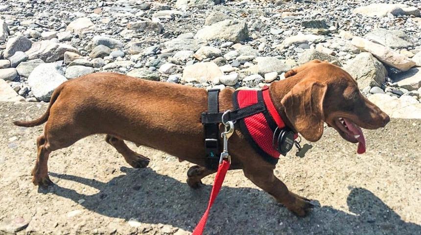 Sahiplerine ulaşmak i&ccedil;in 16 bin kilometre yol kat etti!