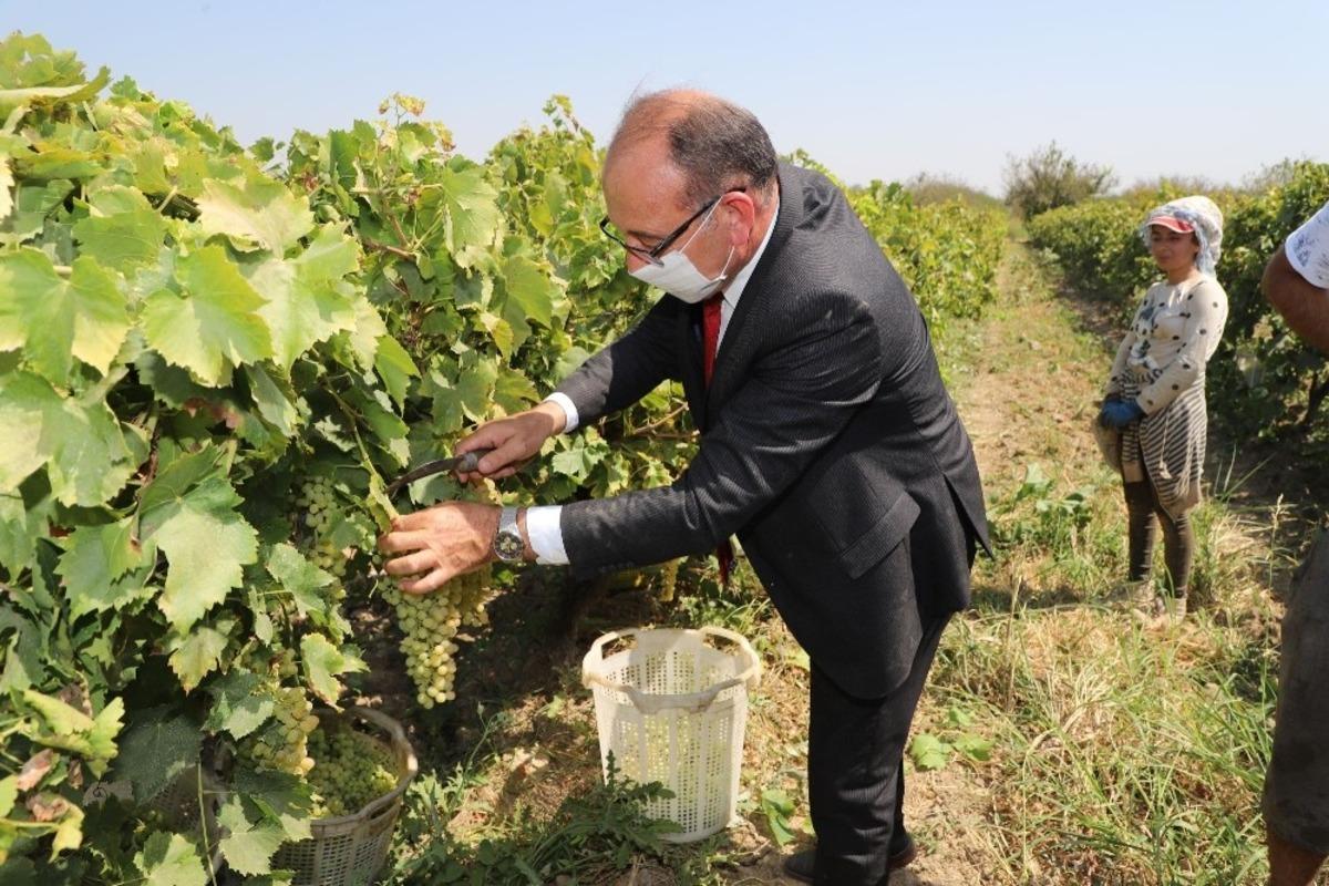 Başkan Akın iş&ccedil;ilerle birlikte &uuml;z&uuml;m hasadı yaptı