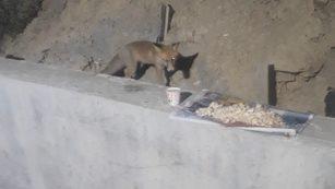 İlgin&ccedil; g&ouml;r&uuml;nt&uuml;! Yemeğini tilkiyle paylaşıyor