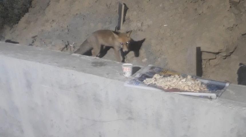 İlgin&ccedil; g&ouml;r&uuml;nt&uuml;! Yemeğini tilkiyle paylaşıyor