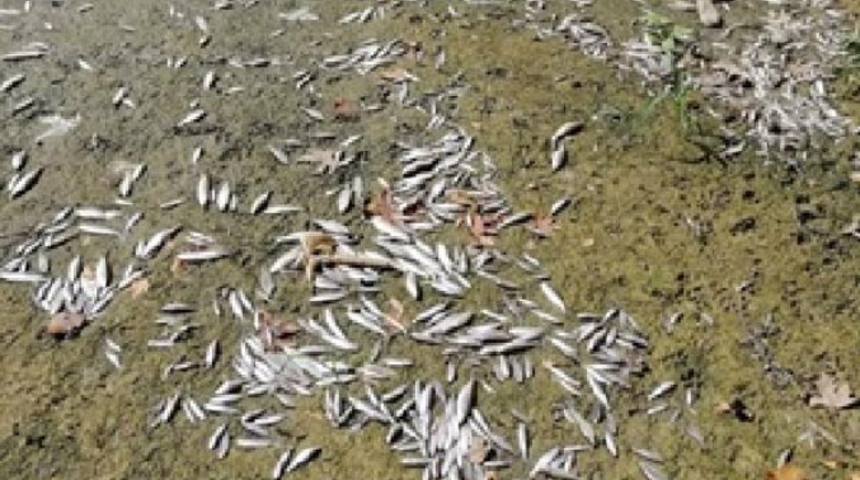 Bartın &Ccedil;ayı'ndaki balık &ouml;l&uuml;mlerine sudaki oksijen azalması neden olmuş