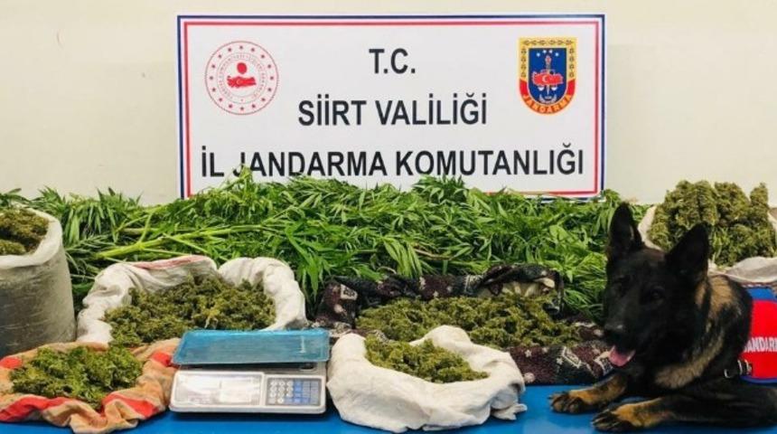 Siirt’te bahçesine uyuşturucu eken zanlı yakalandı