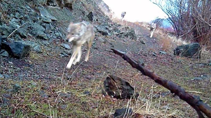 Bayburt&rsquo;ta kurt s&uuml;r&uuml;s&uuml; g&ouml;r&uuml;nt&uuml;lendi