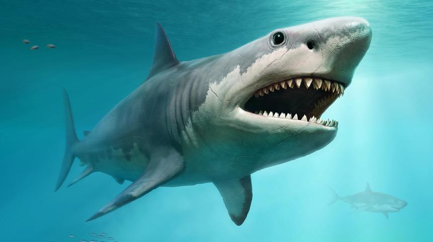Araştırmacılar, megalodon k&ouml;pek balığının ger&ccedil;ek boyutlarını ortaya &ccedil;ıkarttı!