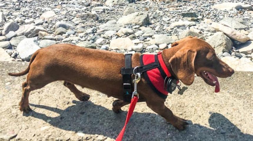 K&uuml;&ccedil;&uuml;k k&ouml;peğin 16 bin kilometrelik eve d&ouml;n&uuml;ş yolculuğu