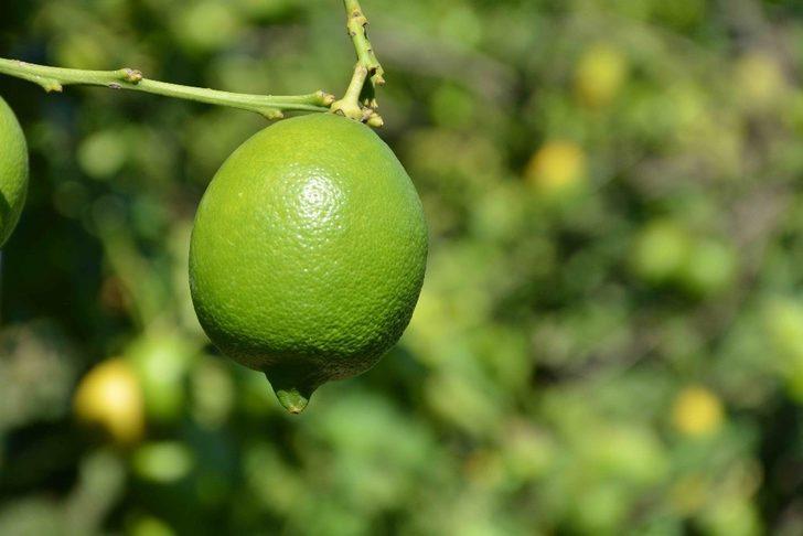 Muğla’da limon ihalesi G2