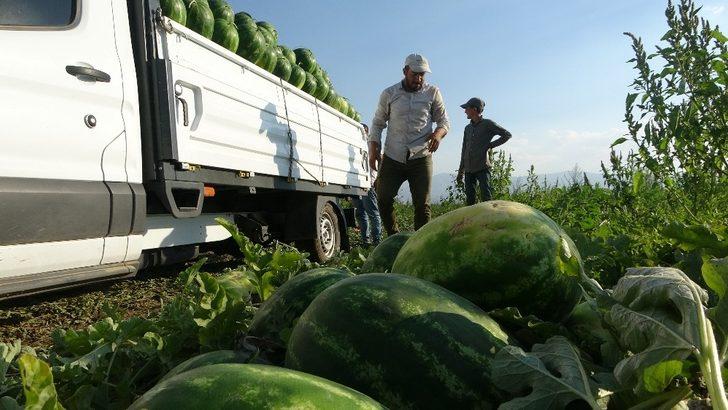 (Özel) Karpuz ve kavundan Muş ekonomisine 75 milyon TL’lik katkı G1